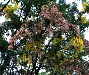 아담 노에니시다