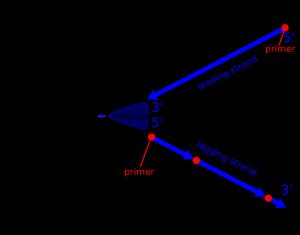오카자키 절편의 형성