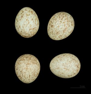 붉은뺨멧새의 알(Emberiza fucata) MHNT