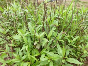 Eupatorium fortunei