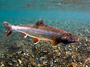 Underwater photo of Dolly Varden trout