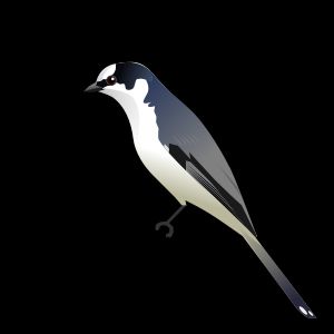 할미새사촌 수컷의 무늬