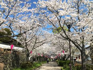 아사히가오카 공원 북쪽・가시마 성 옛 등성길(아카몬・오테몬 사이) 벚나무 길
