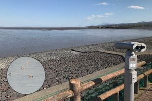 히젠 가시마 간척지