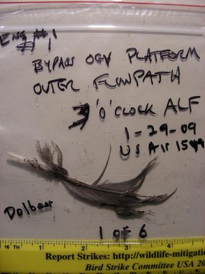 US Airways 1549편을 운항하던 에어버스 A320의 엔진에 흡입된 캐나다 기러기 깃털.