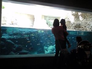 나일 악어 우리