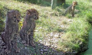 미성숙한 남아프리카 치타