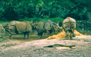 1986년: 두 번째 코뿔소 야외 전시관