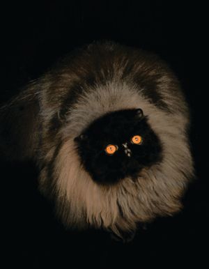 2016–2017 최고의 흑색 페르시안 그랜드 챔피언 탑노트 제임스 본드. 밝은 구리색 눈을 가진 1살짜리 검은 고양이.