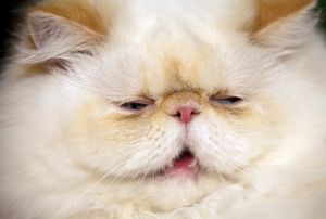 적색 포인트 히말라얀/페르시안에서 극단적인 울트라형 얼굴 특징