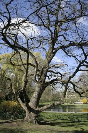 공원에 있는 터키 개암나무