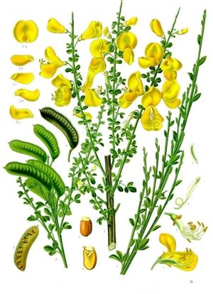 쾰러 약용 식물(1887)의 C. scoparius 삽화