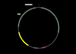 pBR322는 클로닝 벡터로 널리 사용된 최초의 플라스미드 중 하나이다.