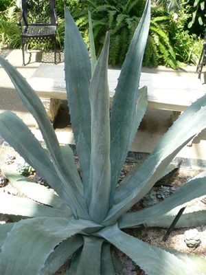 Agave americana 잎의 로제트
