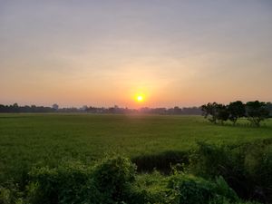 페니 지역의 쌀 재배