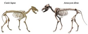 회색 늑대 골격(왼쪽)과 다이어울프 골격(오른쪽) 비교