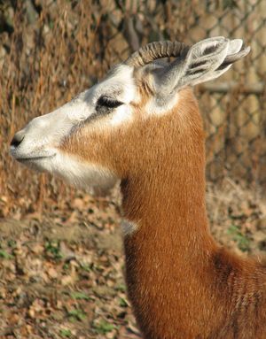 모르가젤(N. d. mhorr)의 머리 클로즈업