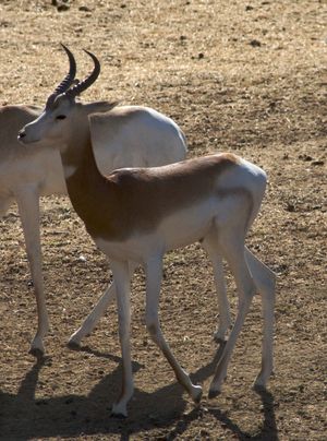 어린 다마가젤 개체의 모습
