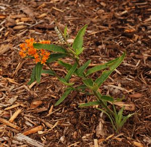 비켈하우프트 수목원은 많은 종류의 곤충과 식물의 서식지입니다!
