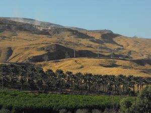 게셔르 키부츠에 있는 대추야자 나무.