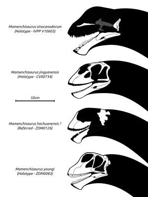 M. youngi, M. jingyanensis, M. sinocanadorum의 모식 표본 두개골, M. hochuanensis에 속하는 두개골