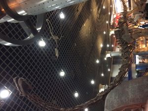 M. jingyanensis 골격, 베이징 자연사 박물관