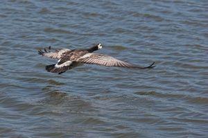 날아가는 바다오리