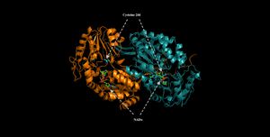 사람 ALDH3A1의 활성 부위