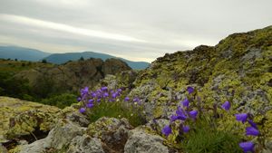 시니테 카마니 자연공원 내의 카란딜라 보호구역의 식물