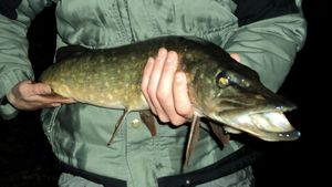 벨기에에서 낚시 미끼로 잡은 강꼬치고기