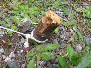 텐트를 지지하는 나무 말뚝.