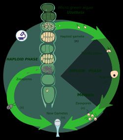 접합자 감수 분열