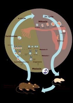배우자 감수 분열