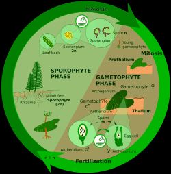포자 감수 분열