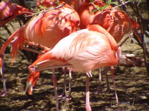 P. ruber는 체온 유지를 위해 한 다리로 서 있다