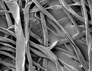 면(木綿) 섬유의 전자 현미경 사진