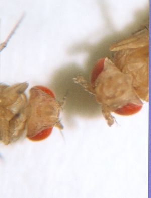 야생형(왼쪽), 안테나페디아 돌연변이체(오른쪽)