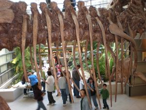 Kathy Wankel}})이 발견하였다. 이 뼈들은 캘리포니아 대학교 버클리의 고생물 박물관과 생명과학 캠퍼스에 전시되어 있다.