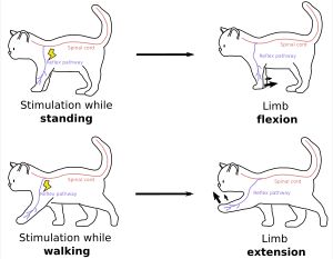 반사 반전의 예시가 묘사되어 있다. 동일한 척수 반사 경로를 활성화하면 서 있는 동안에는 사지가 굴곡되고 걷는 동안에는 신전될 수 있다.