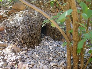 애집짓는새 둥지