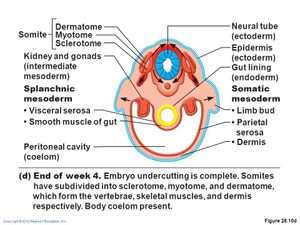  4주차 후기의 사람 배아 단면. 체절이 발달한 모습이 보인다.