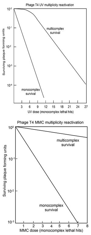 자외선(위) 또는 MMC(아래)에 의해 DNA가 손상된 바이러스 T4의 생존 곡선. 단일 바이러스 T4가 숙주 세포를 감염(단일 복합체)하거나 두 개 이상의 바이러스 T4가 동시에 숙주 세포를 감염(다중 복합체)한 후의 생존 곡선.