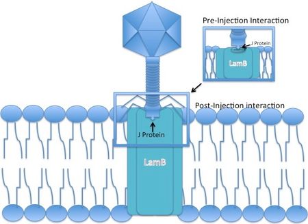 Lambda phage J protein interaction with the LamB porin