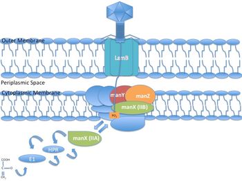 Lambda phage DNA injection into the cell membrane using Mannose PTS permease (a sugar transporting system) as a mechanism of entry into the cytoplasm