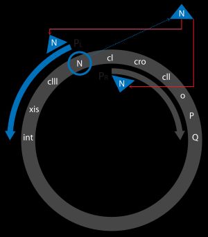 Early activation events involving N protein