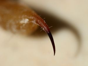 애리조나 나무 전갈의 침