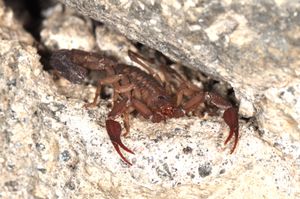바위 은신처에 있는 Centruroides limpidus