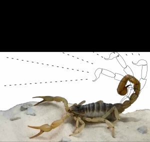 몇몇 전갈은 포식자를 막기 위해 독을 뿜어낸다.