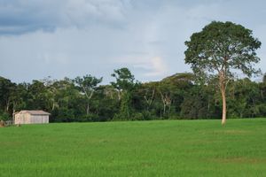 조르지 테이셰이라 대통령의 쌀
