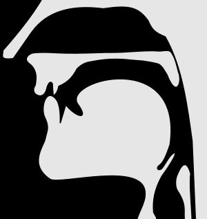 무성 순치 파열음